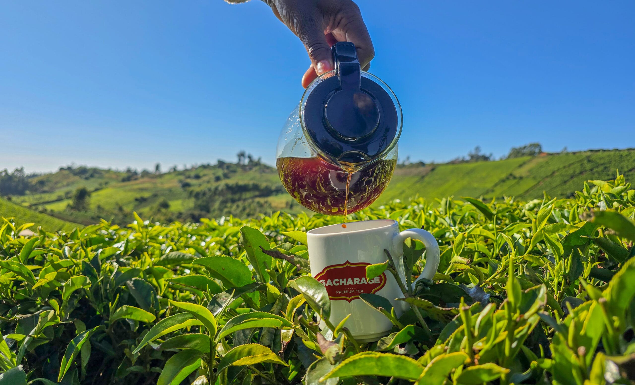 Gacharage Tea Image cup